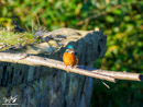 Kingfisher - Zimorodek